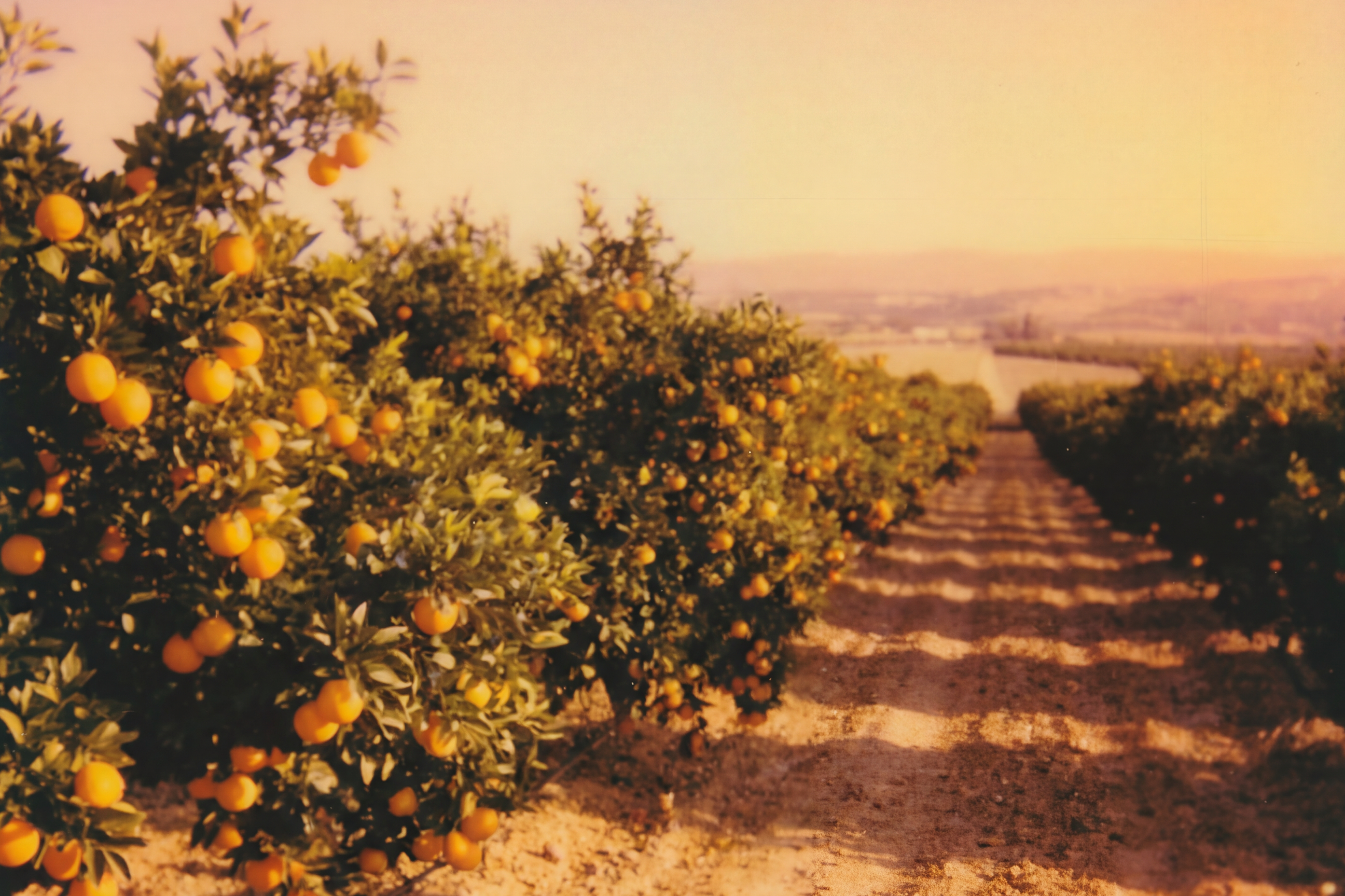 Orchard with orange trees and a path leading through them, with a warm color filter.